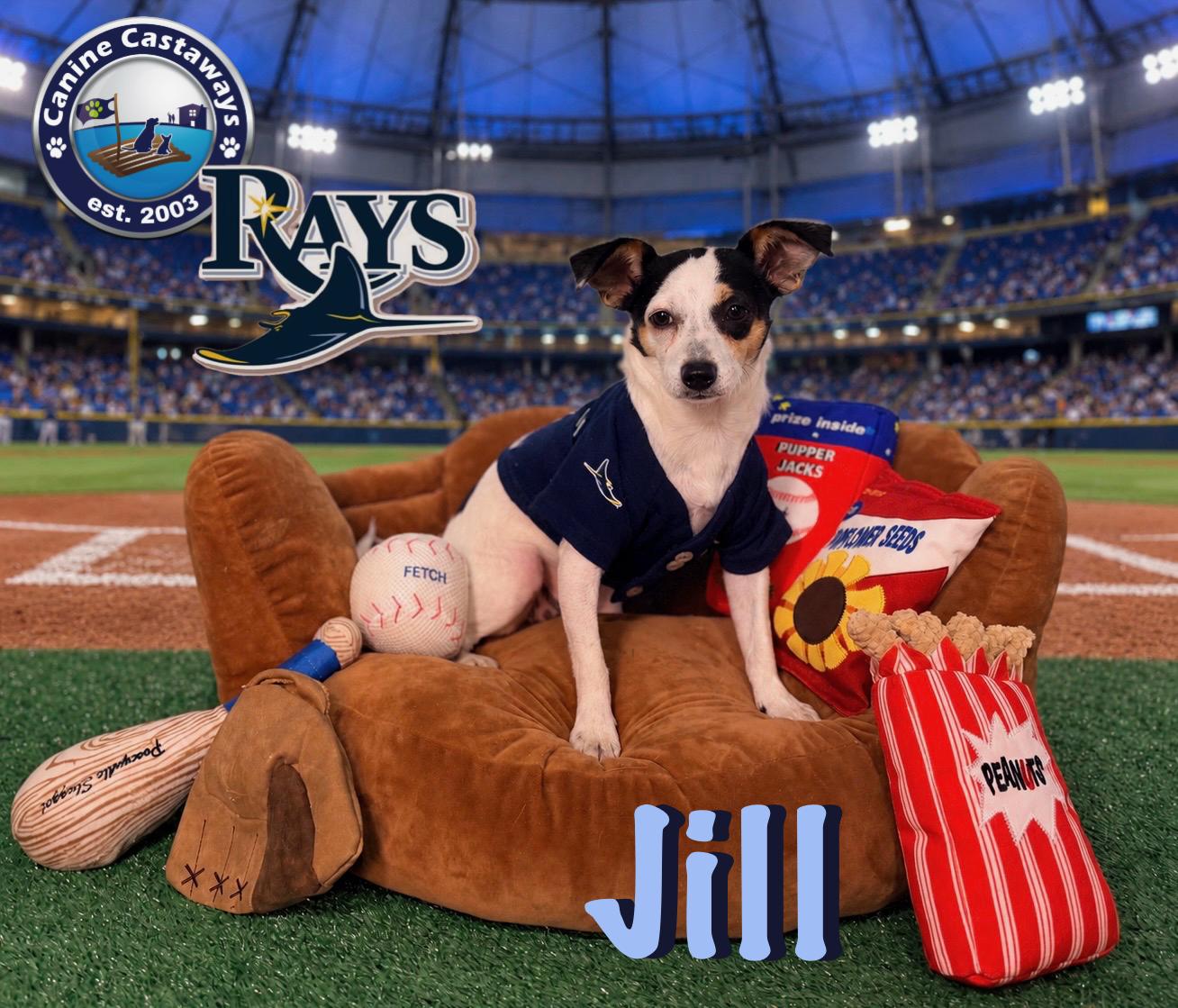 Jill, Adoptable, Young Female Toy Fox Terrier & Chihuahua.