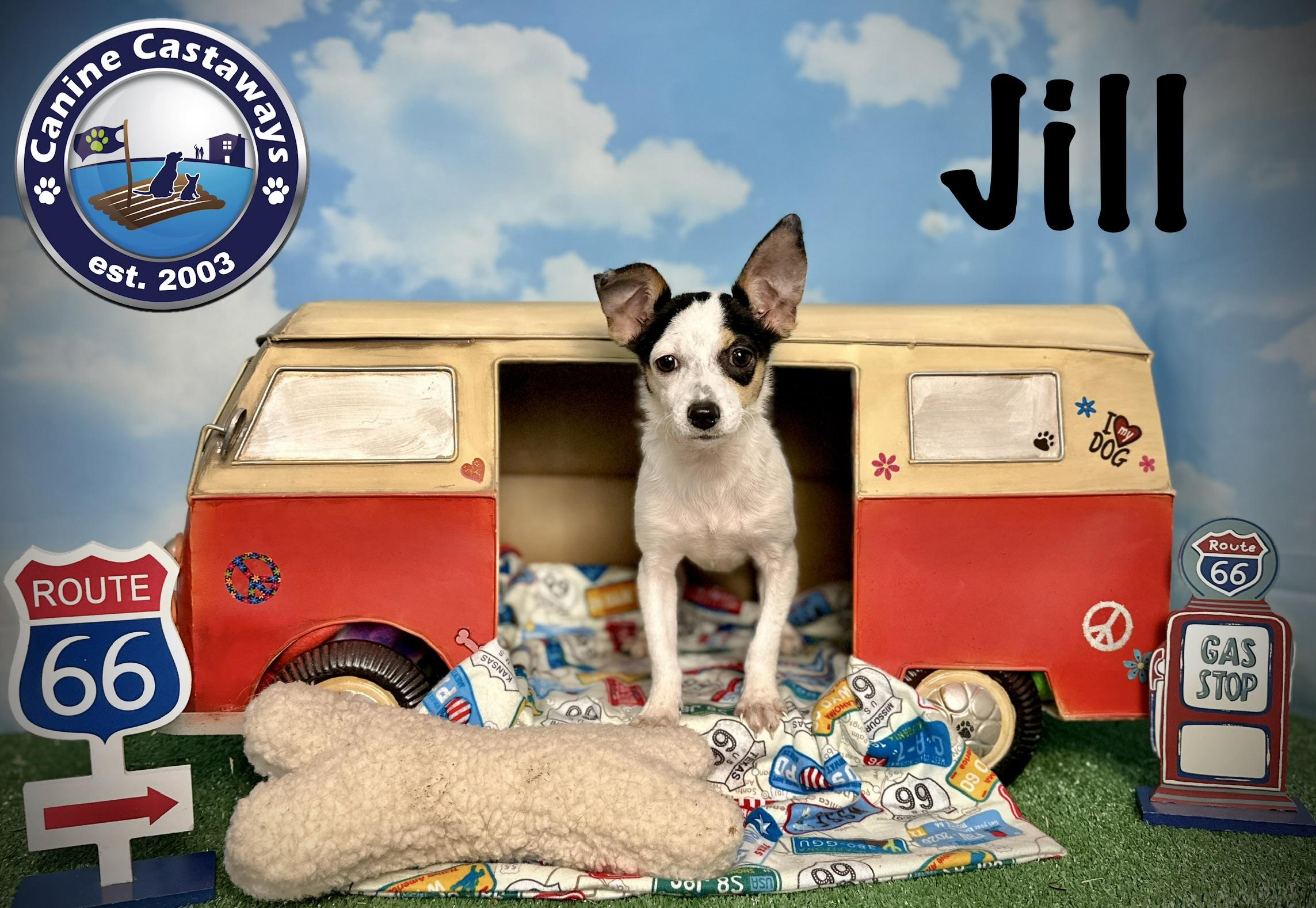 Enlarge Jill, a Adoptable mixed breed in Arcadia, FL image 4/4