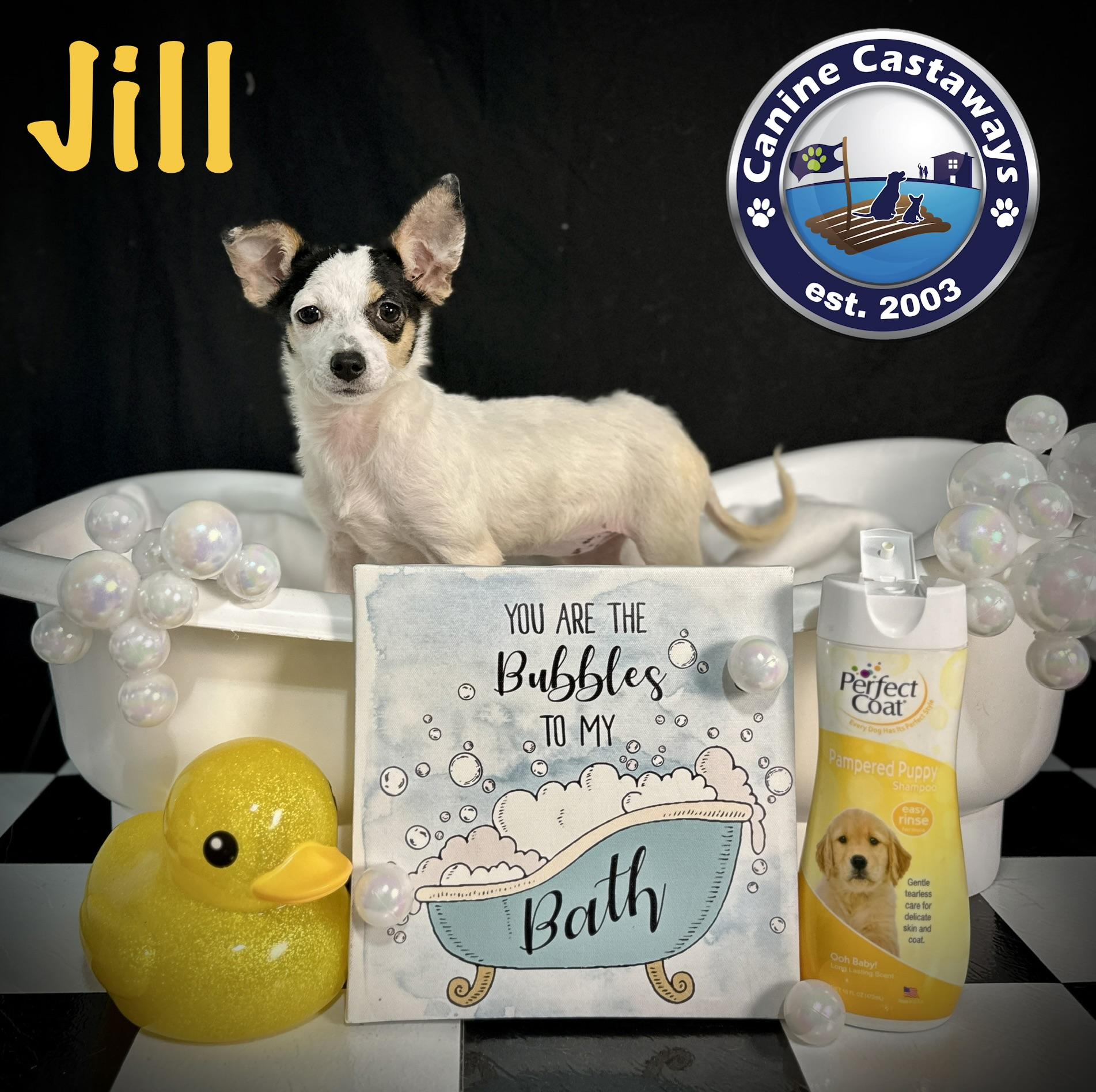 Enlarge Jill, a Adoptable mixed breed in Arcadia, FL image 3/4