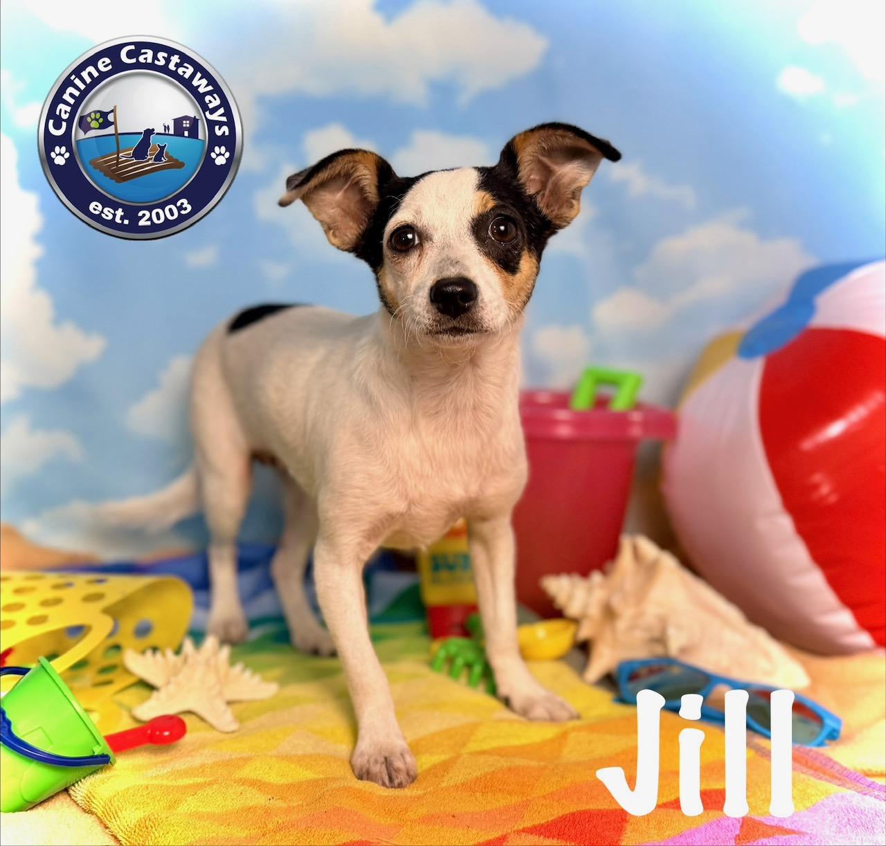 Enlarge Jill, a Adoptable mixed breed in Sarasota, FL image 2/5