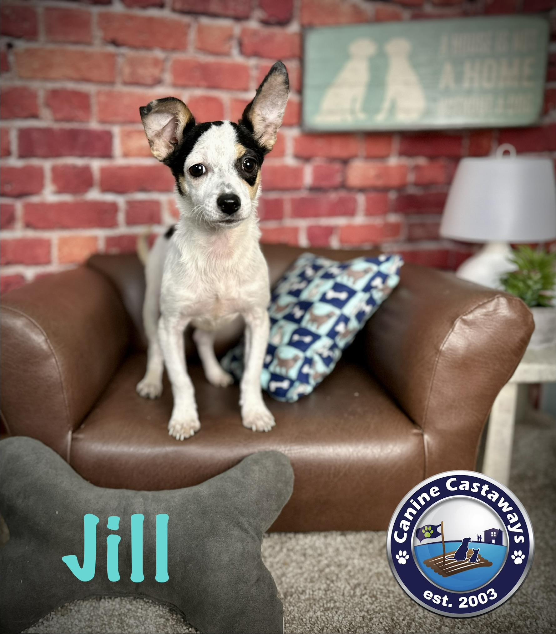 Jill, Adoptable, Puppy Female Chihuahua & Terrier.