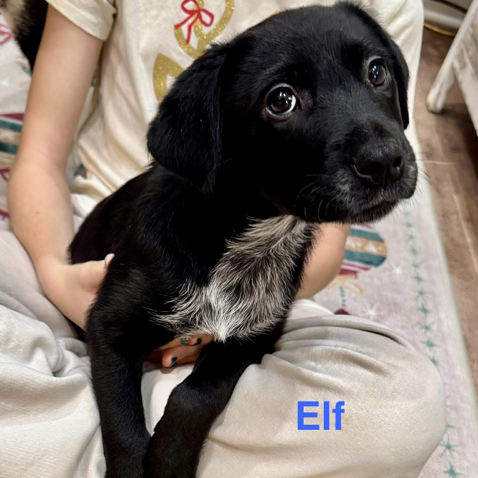 Enlarge ELF, a Adoptable mixed breed in Madisonville, LA image 5/6