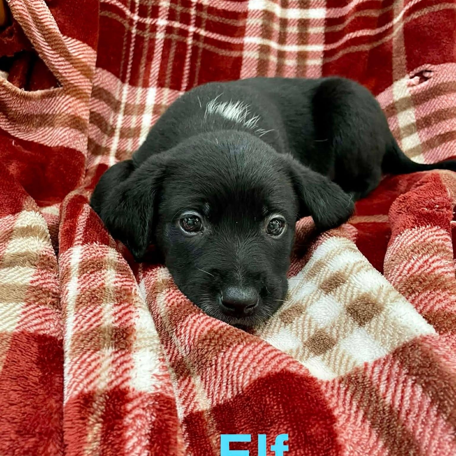 Enlarge ELF, a Adoptable mixed breed in Madisonville, LA image 2/6