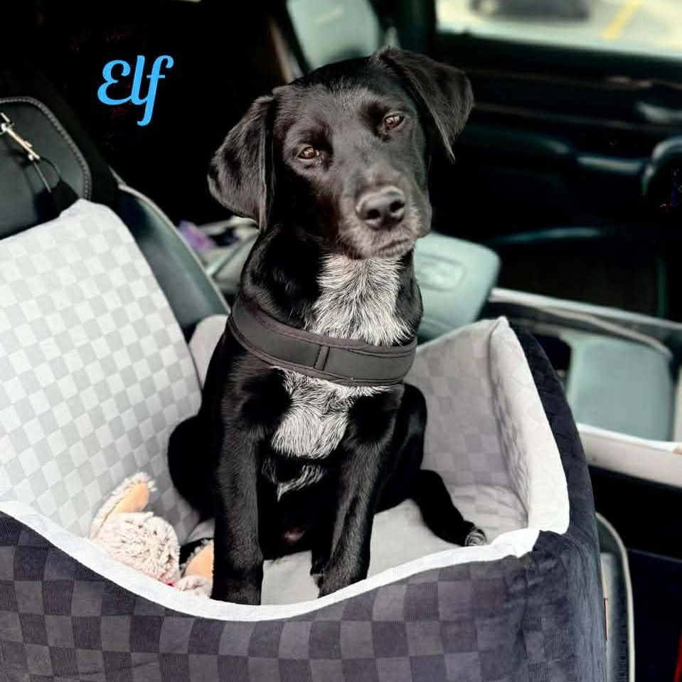 Enlarge ELF, a Adoptable mixed breed in Madisonville, LA image 6/6