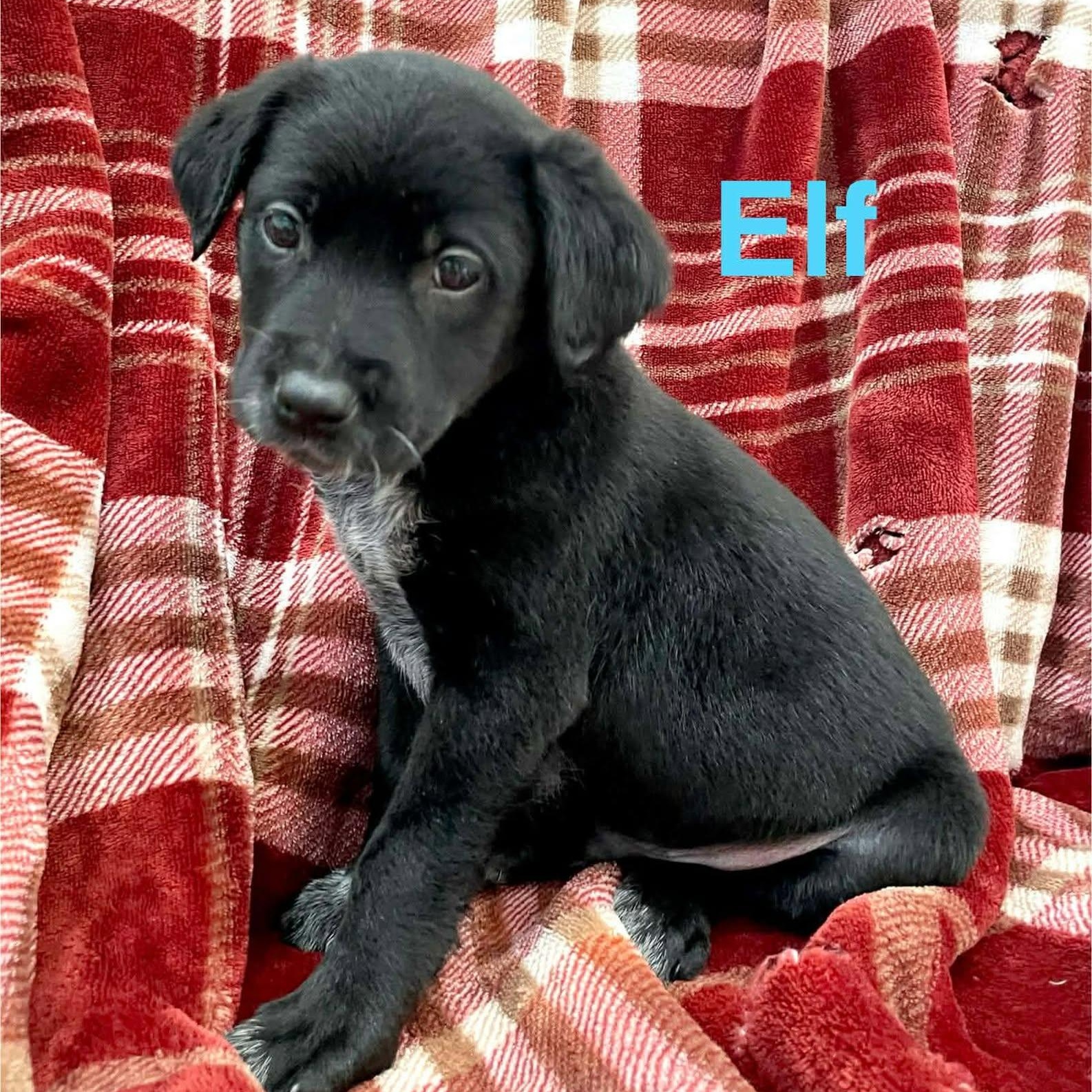 Enlarge ELF, a Adoptable mixed breed in Madisonville, LA image 6/6
