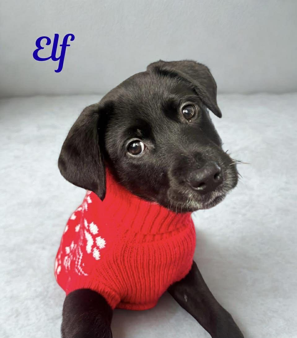 ELF, Adoptable, Puppy Male Goldendoodle & Australian Cattle Dog / Blue Heeler.