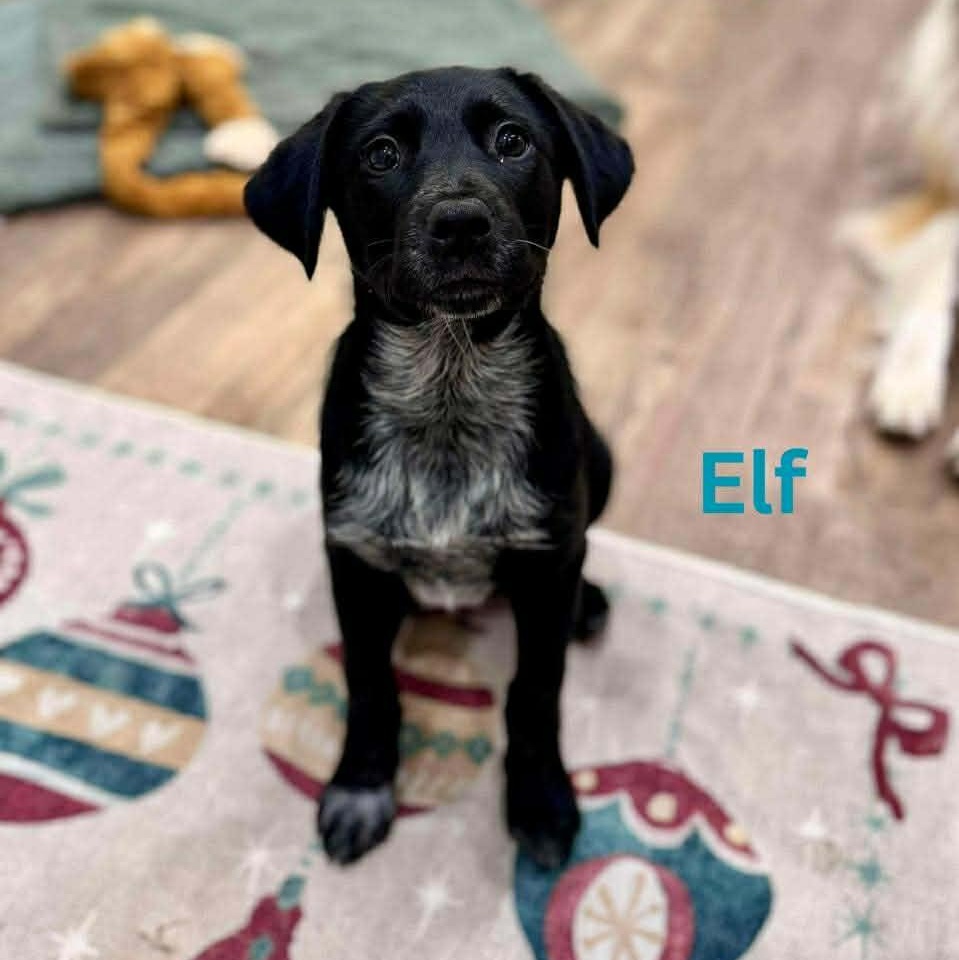 Elf