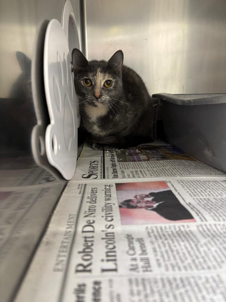 Thelma, Adoptable, Young Female Domestic Short Hair.