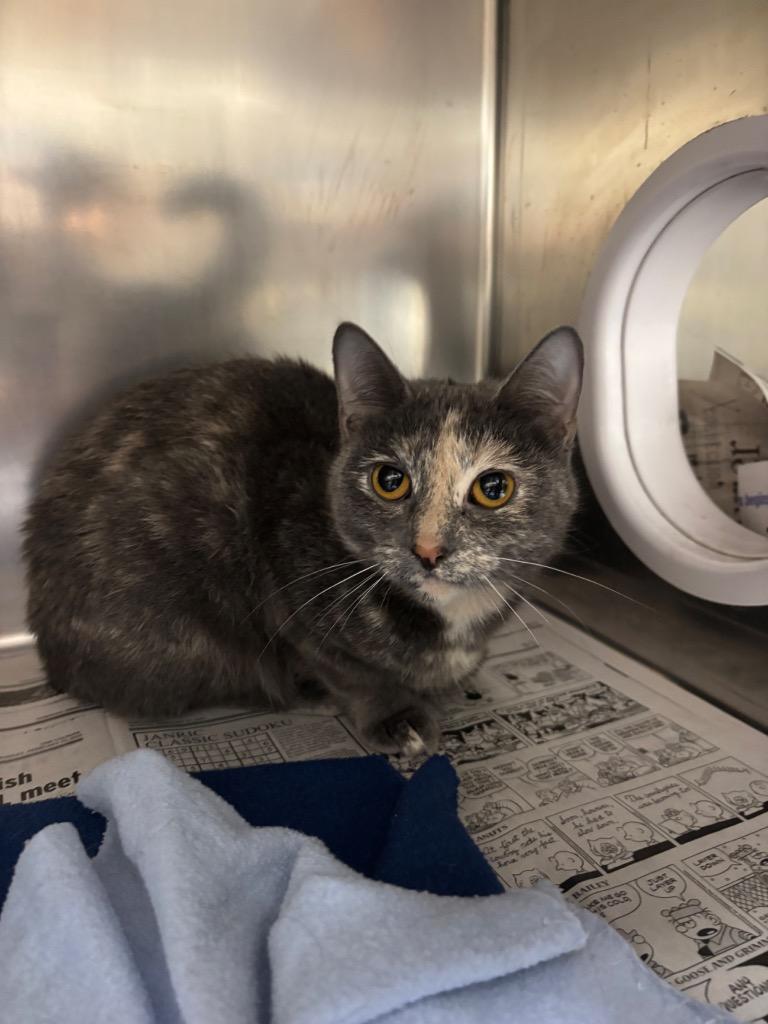 Enlarge Thelma, a Adoptable mixed breed in Findlay, OH image 2/2