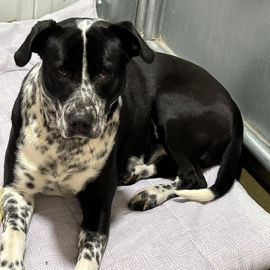 Dublin, Adoptable, Adult Male Mixed Breed.