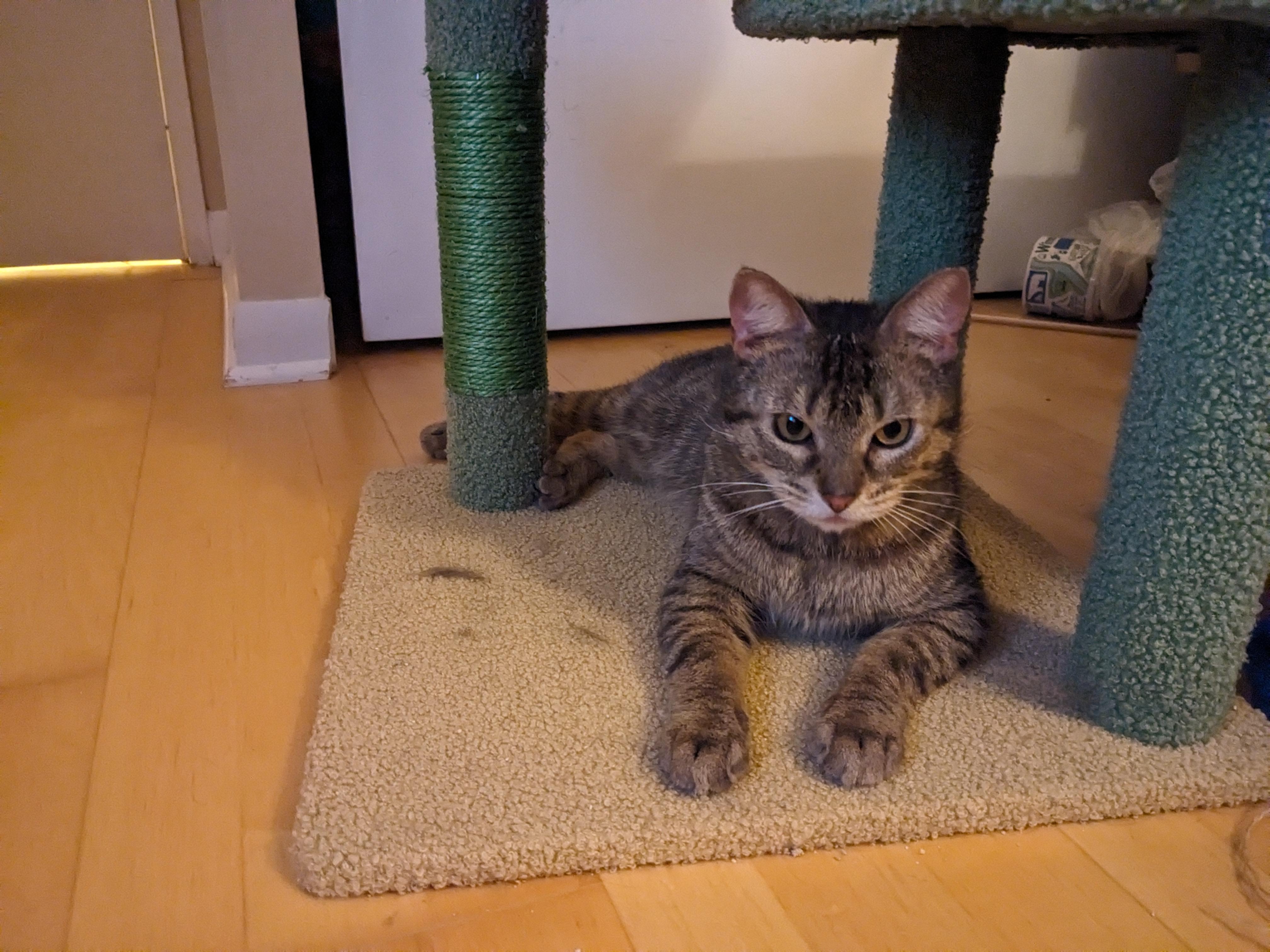 Rice MUST BE ADOPTED WITH EGG, an adopted Domestic Short Hair in Toronto, ON image 5/6
