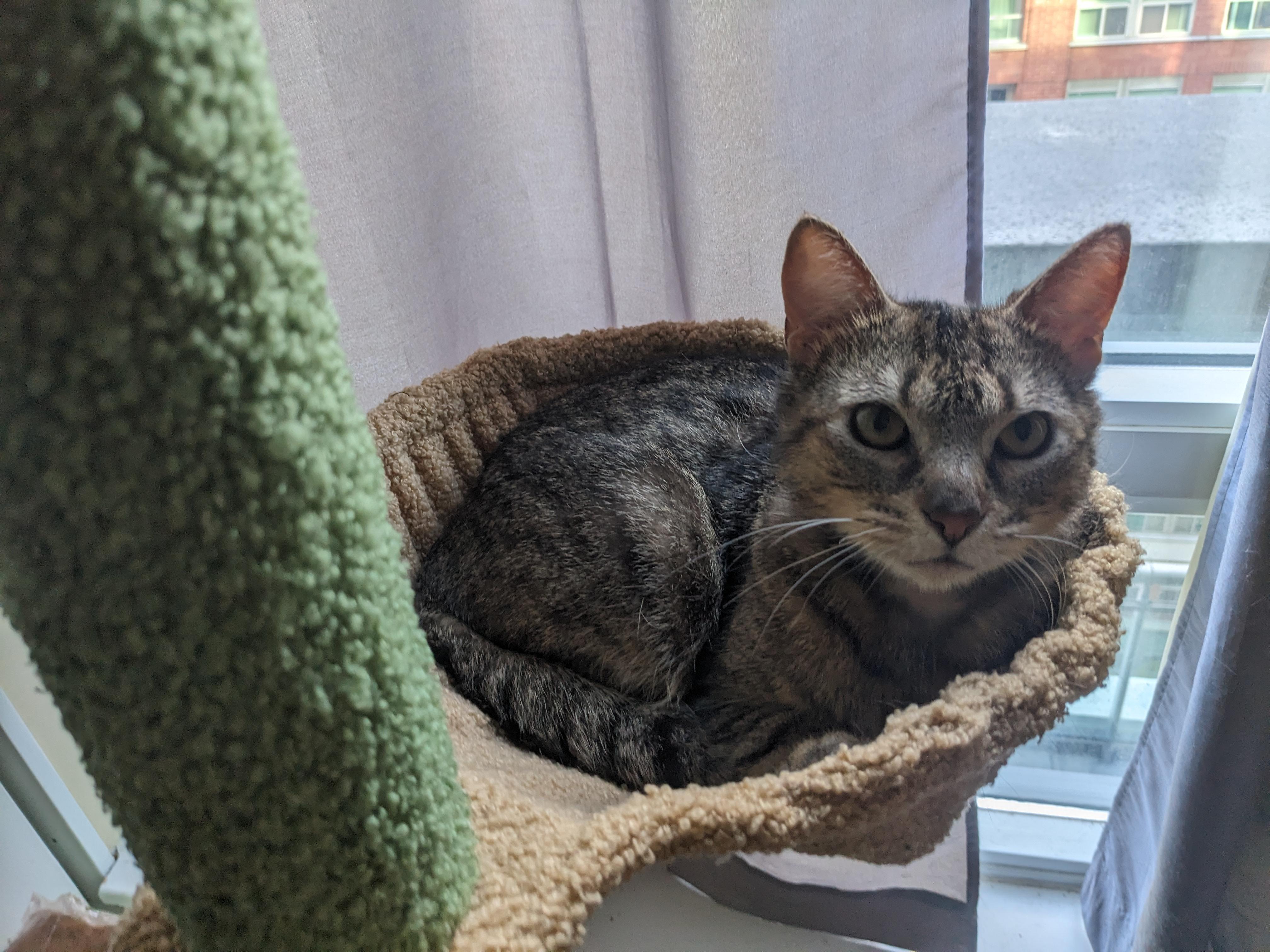 Rice MUST BE ADOPTED WITH EGG, an adopted Domestic Short Hair in Toronto, ON image 1/6