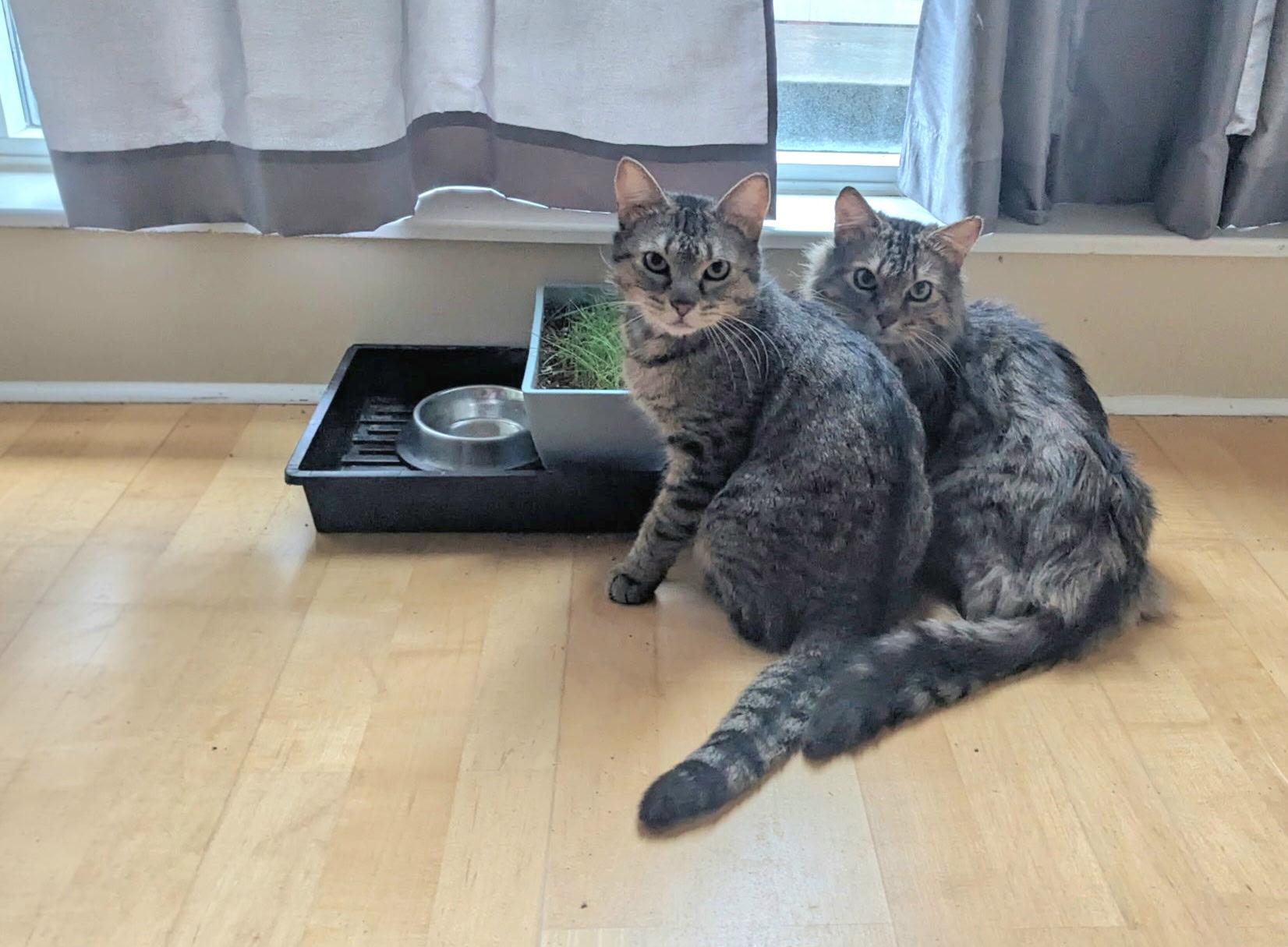 Rice MUST BE ADOPTED WITH EGG, an adopted Domestic Short Hair in Toronto, ON image 4/6