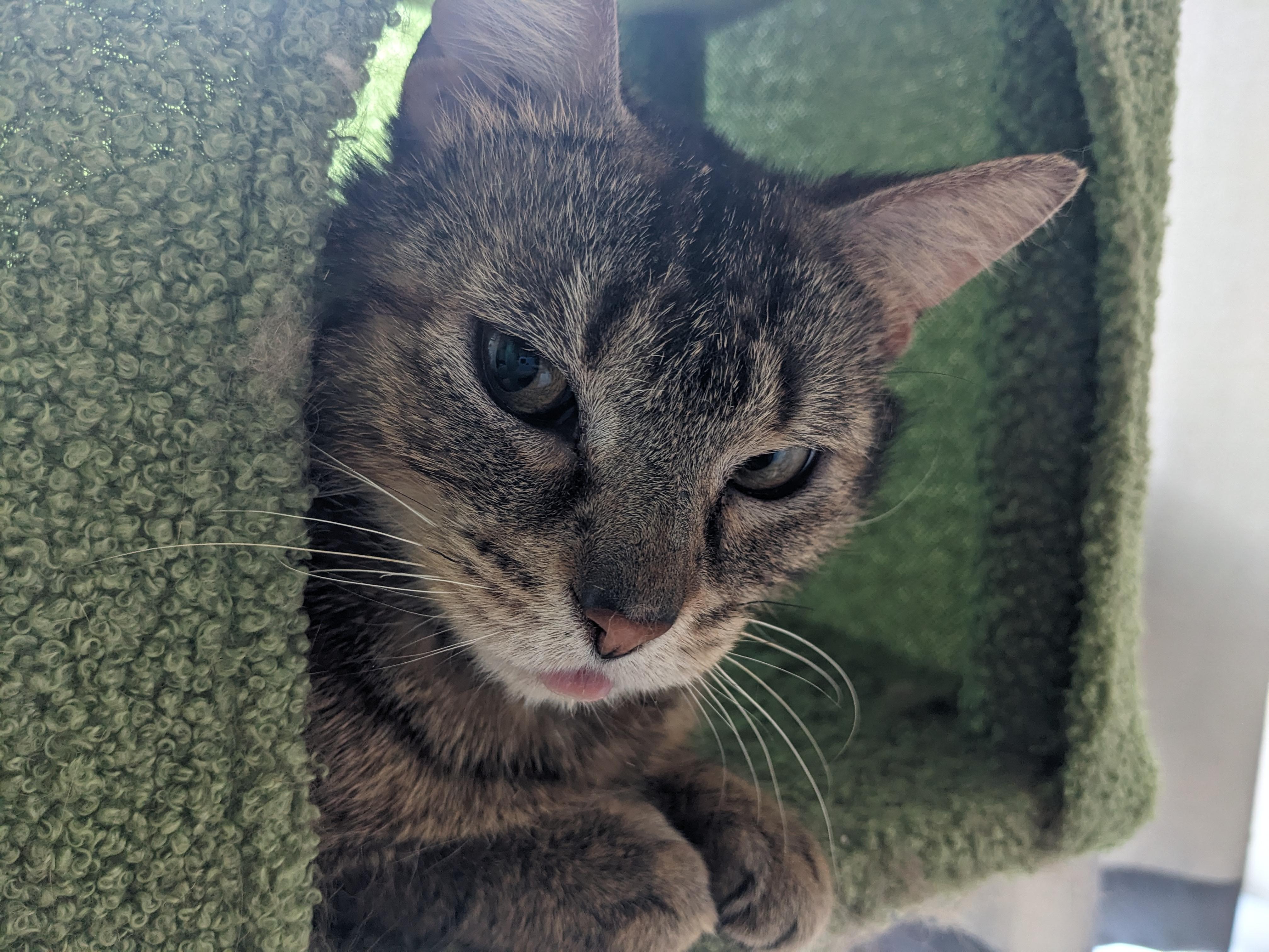 Rice MUST BE ADOPTED WITH EGG, an adopted Domestic Short Hair in Toronto, ON image 3/6