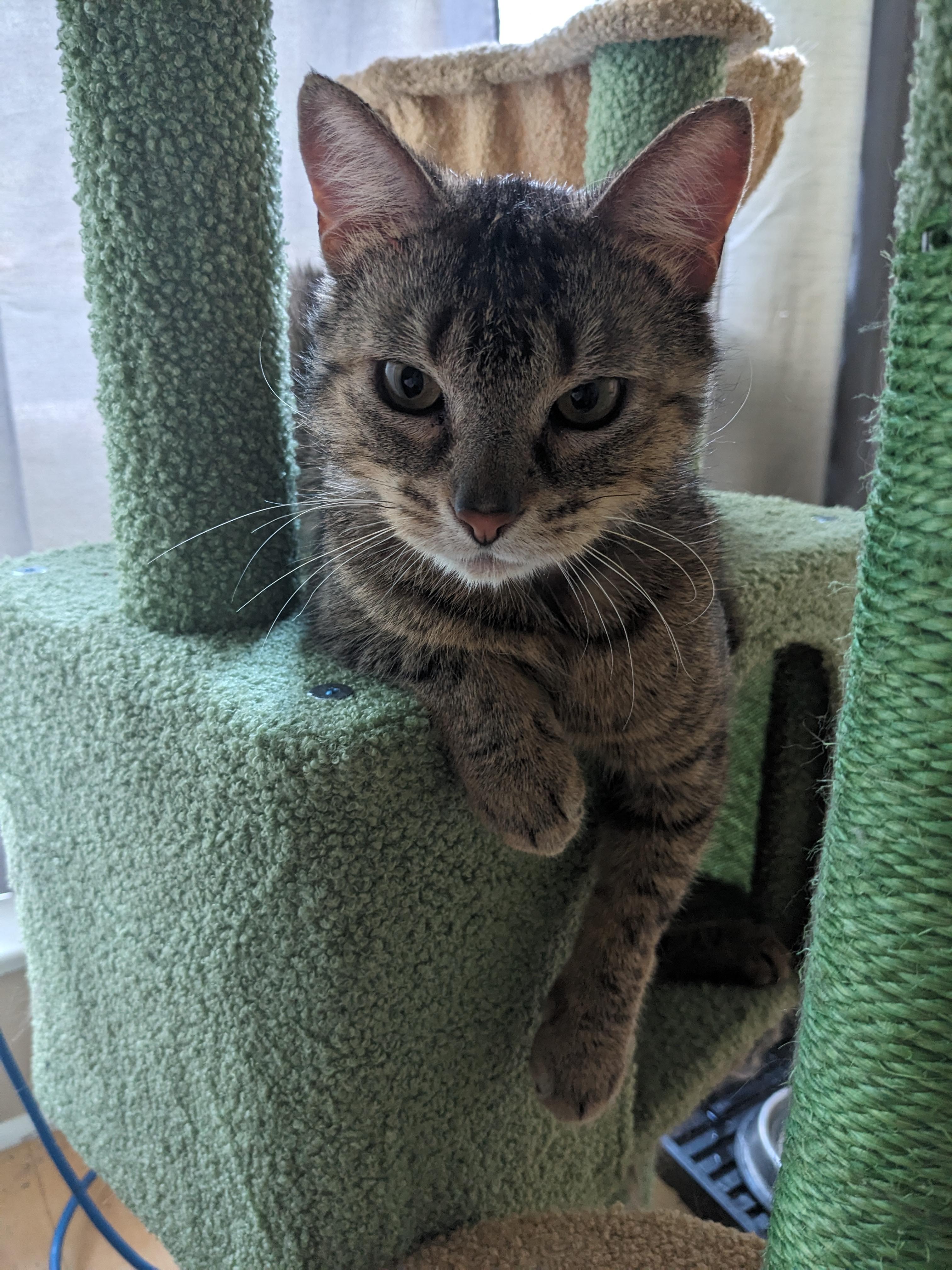 Rice MUST BE ADOPTED WITH EGG, an adopted Domestic Short Hair in Toronto, ON image 2/6