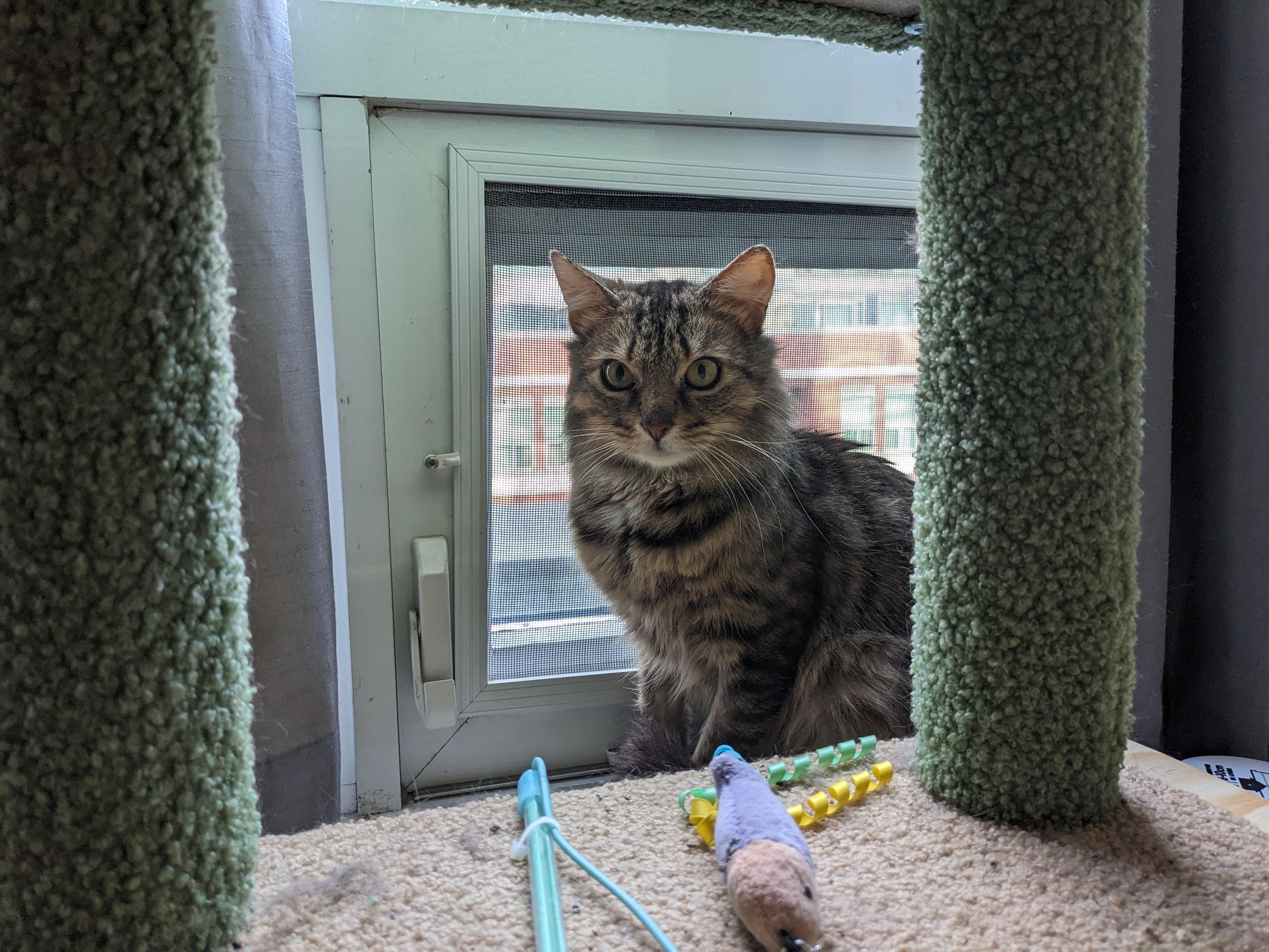 Rice MUST BE ADOPTED WITH EGG, an adopted Domestic Short Hair in Toronto, ON image 6/6