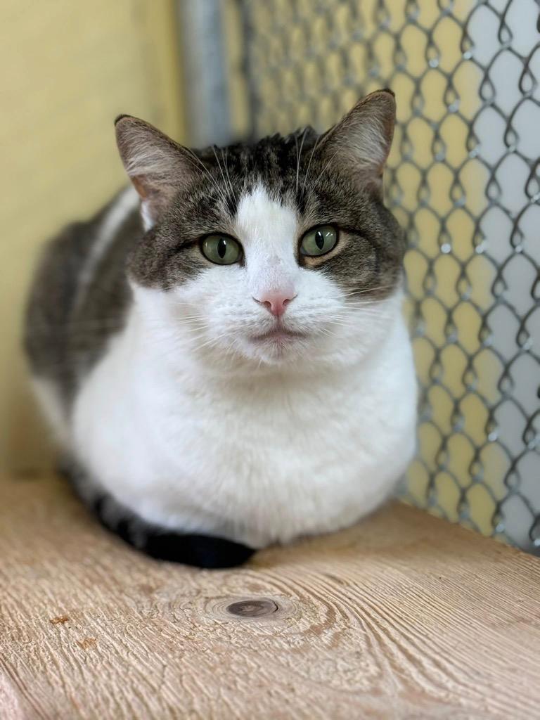 George, Adoptable, Adult Male Domestic Short Hair.