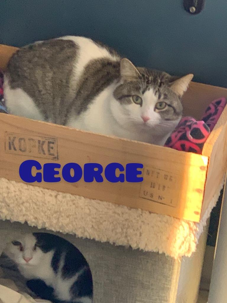George, Adoptable, Adult Male Domestic Short Hair.