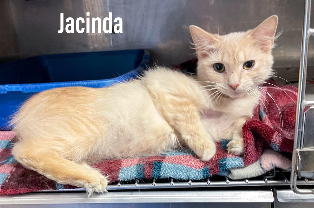 Jacinda, Adoptable, Young Female Domestic Medium Hair.