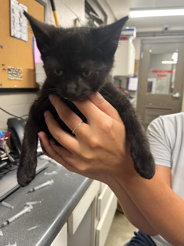 Kasen, Adoptable, Kitten Male Domestic Short Hair.