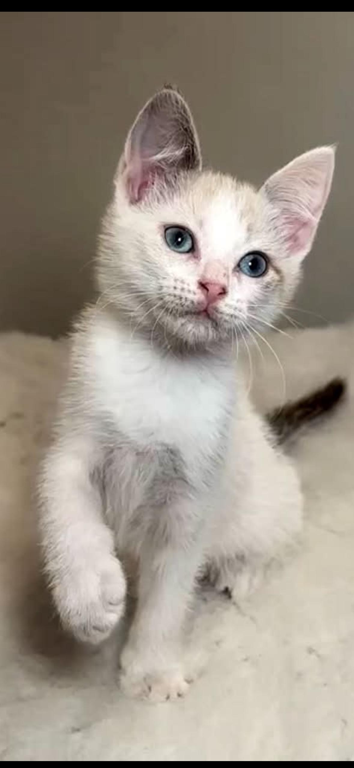 Enlarge VELMA, an adopted mixed breed in Sumterville, FL image 1/1