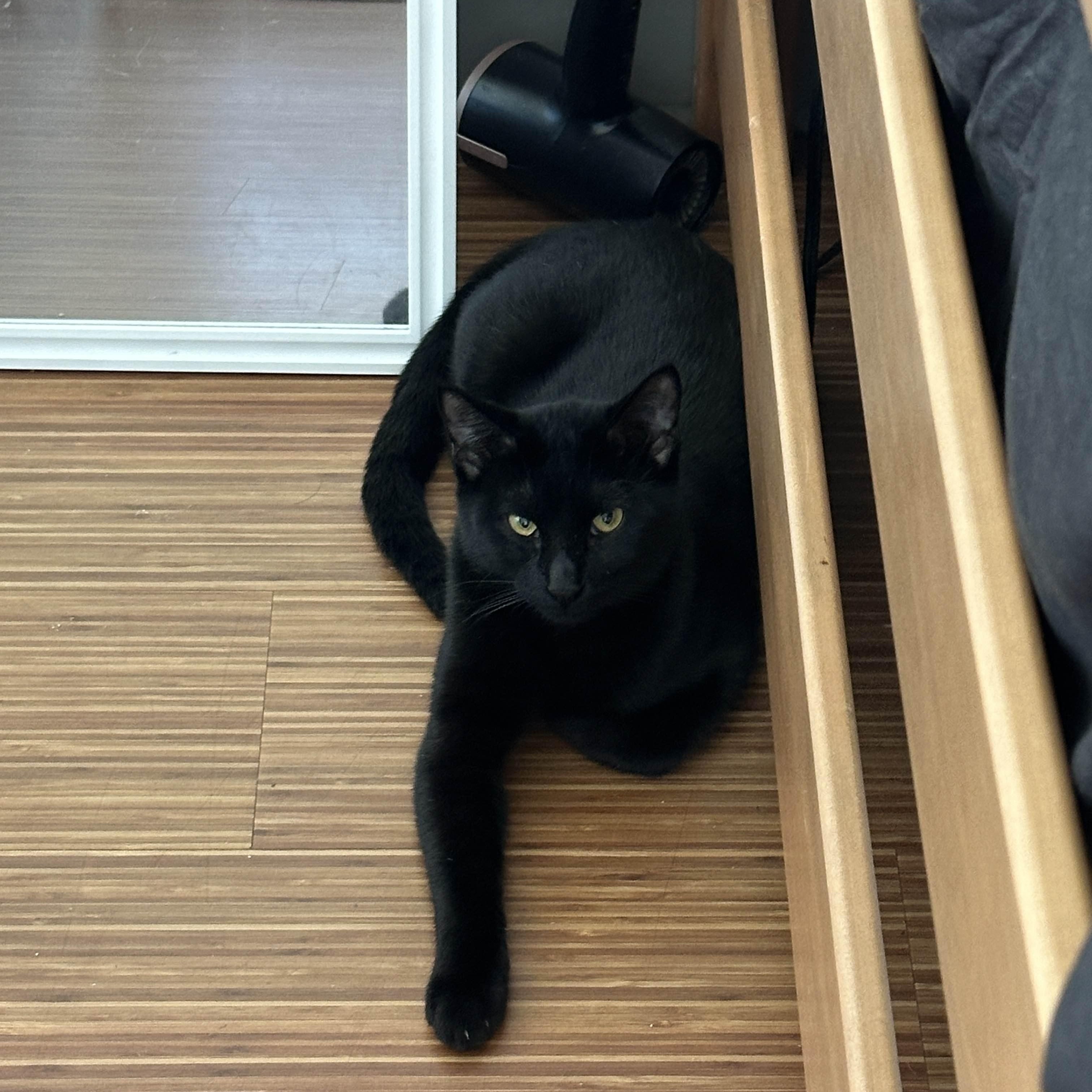 Enlarge Magnus, a Adoptable Domestic Short Hair in Charlotte, NC image 4/6