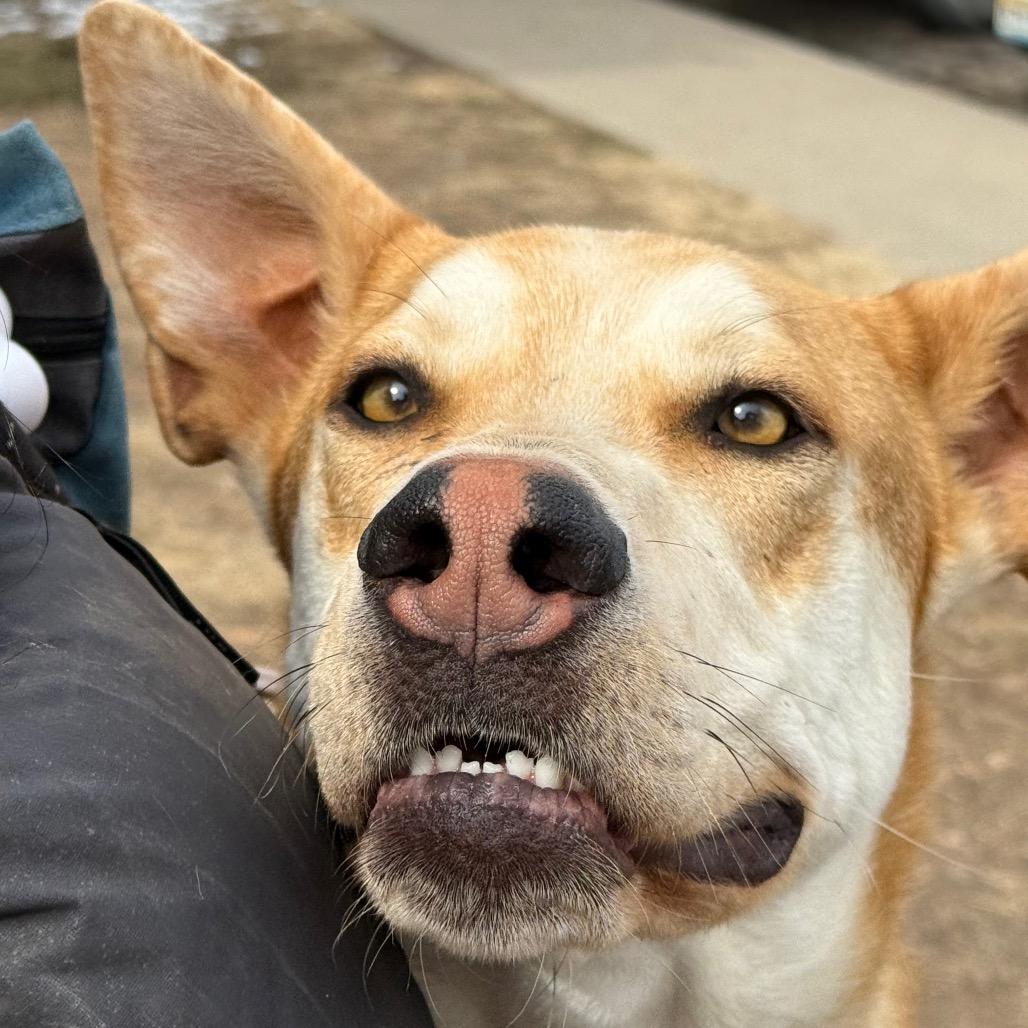 Bubba, Adoptable, Adult Male Husky.