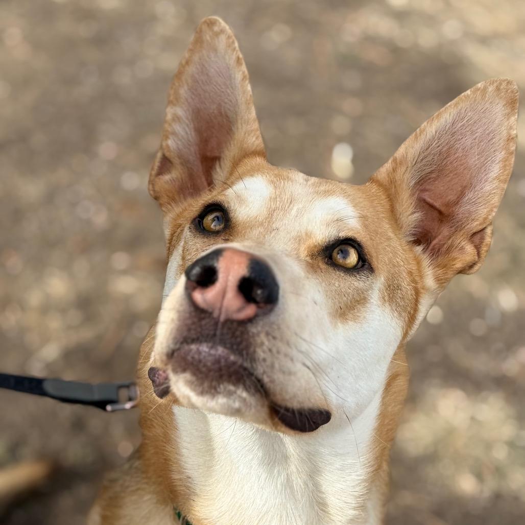Enlarge Bubba, a Adoptable Husky in Durango, CO image 3/6
