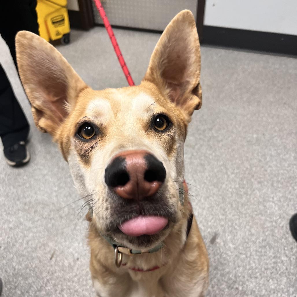 Enlarge Bubba, a Adoptable Husky in Durango, CO image 5/6