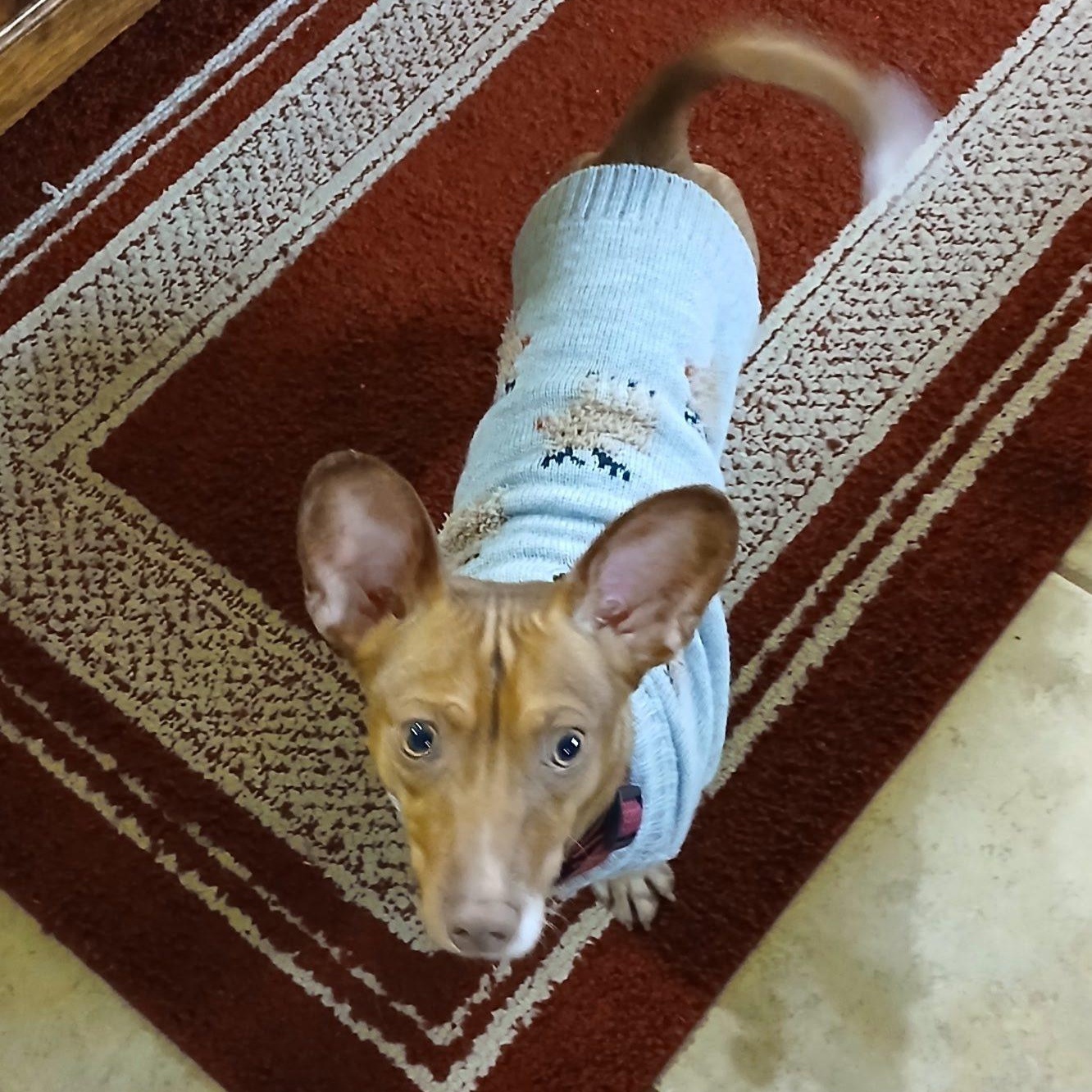 Enlarge Archie, a ADOPTABLE mixed breed in Redmond, WA image 6/6