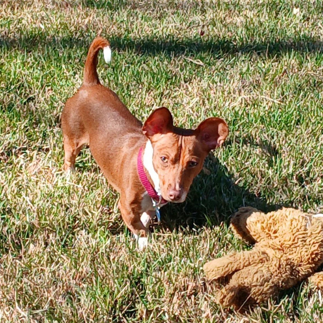 Enlarge Archie, a ADOPTABLE mixed breed in Redmond, WA image 3/6