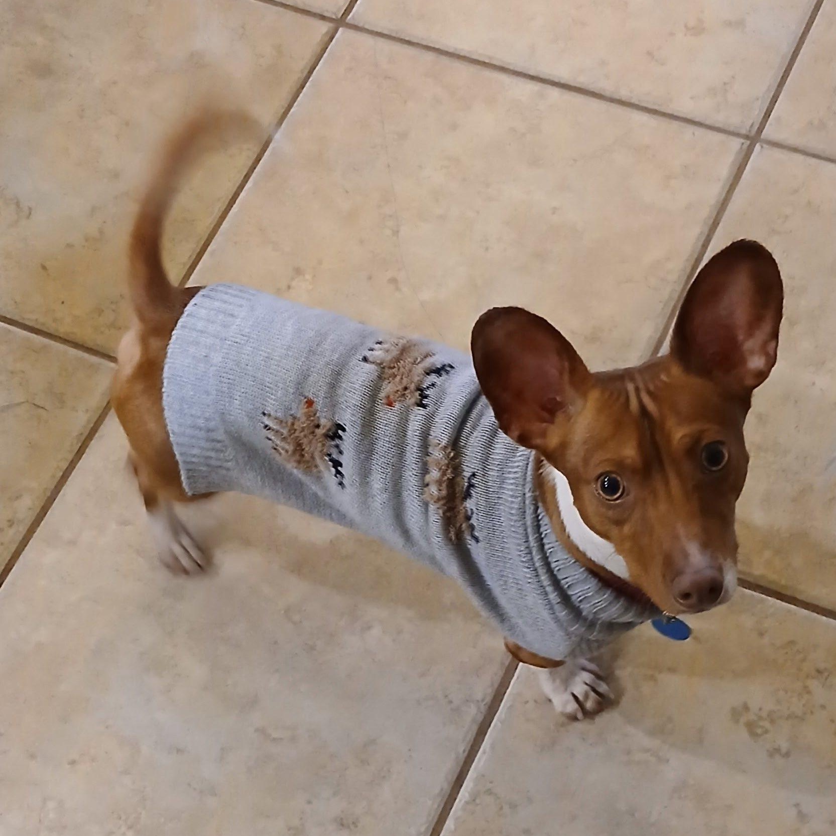 Enlarge Archie, a ADOPTABLE mixed breed in Redmond, WA image 1/6