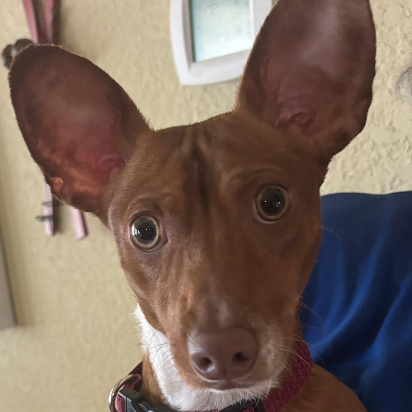 Enlarge Archie, a ADOPTABLE mixed breed in Redmond, WA image 5/6