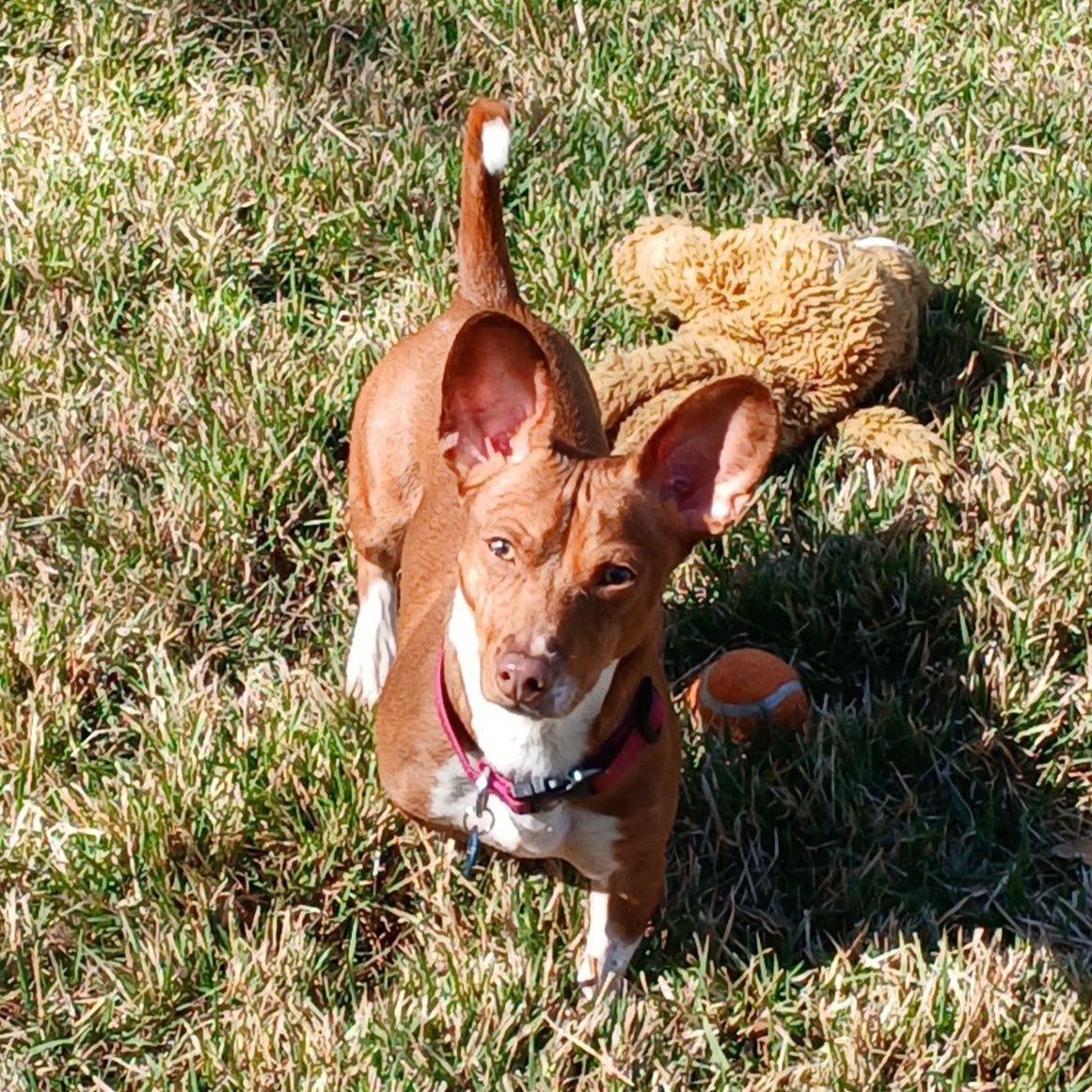 Enlarge Archie, a ADOPTABLE mixed breed in Redmond, WA image 2/6