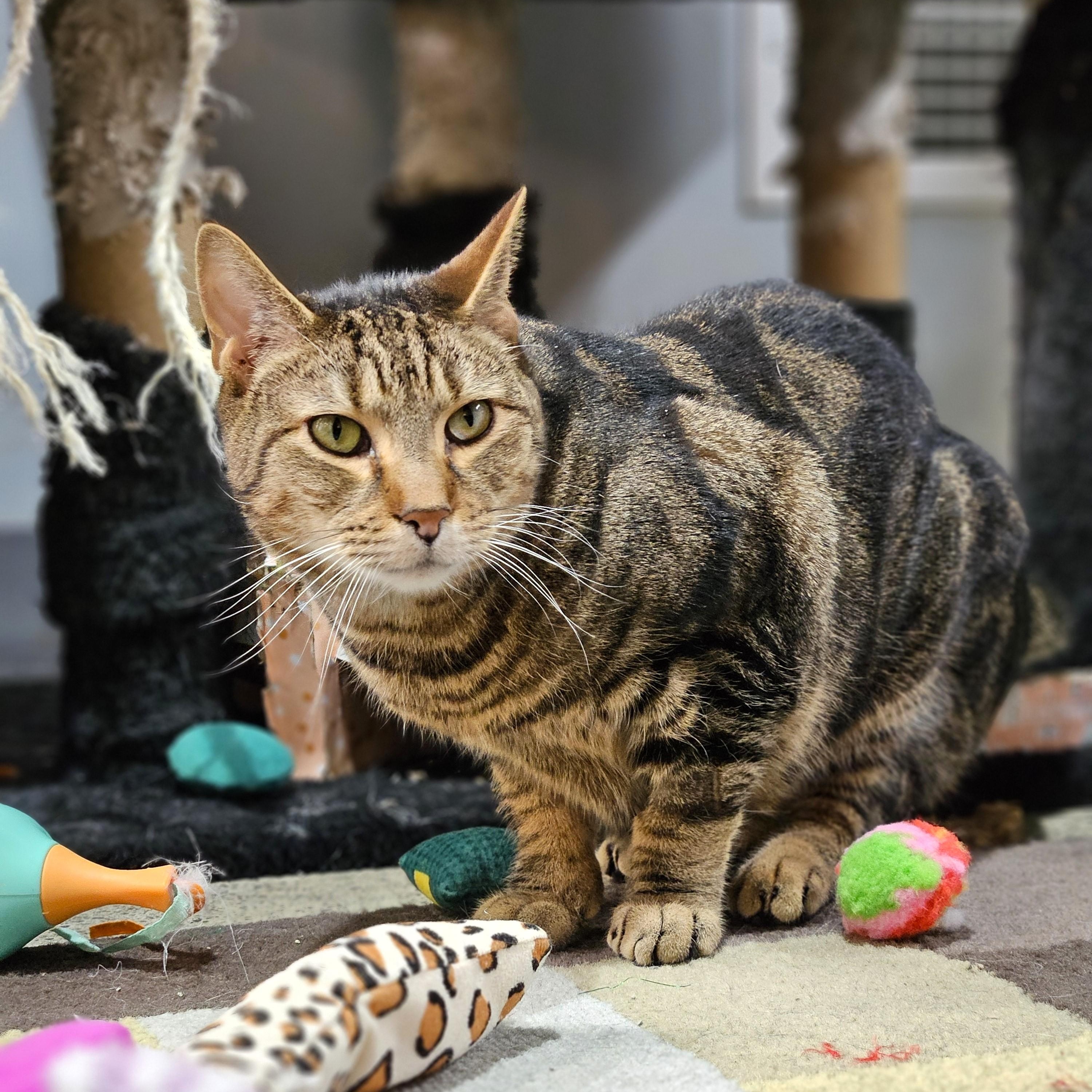 Enlarge Ringo, a ADOPTABLE Domestic Short Hair in Endicott, NY image 3/4