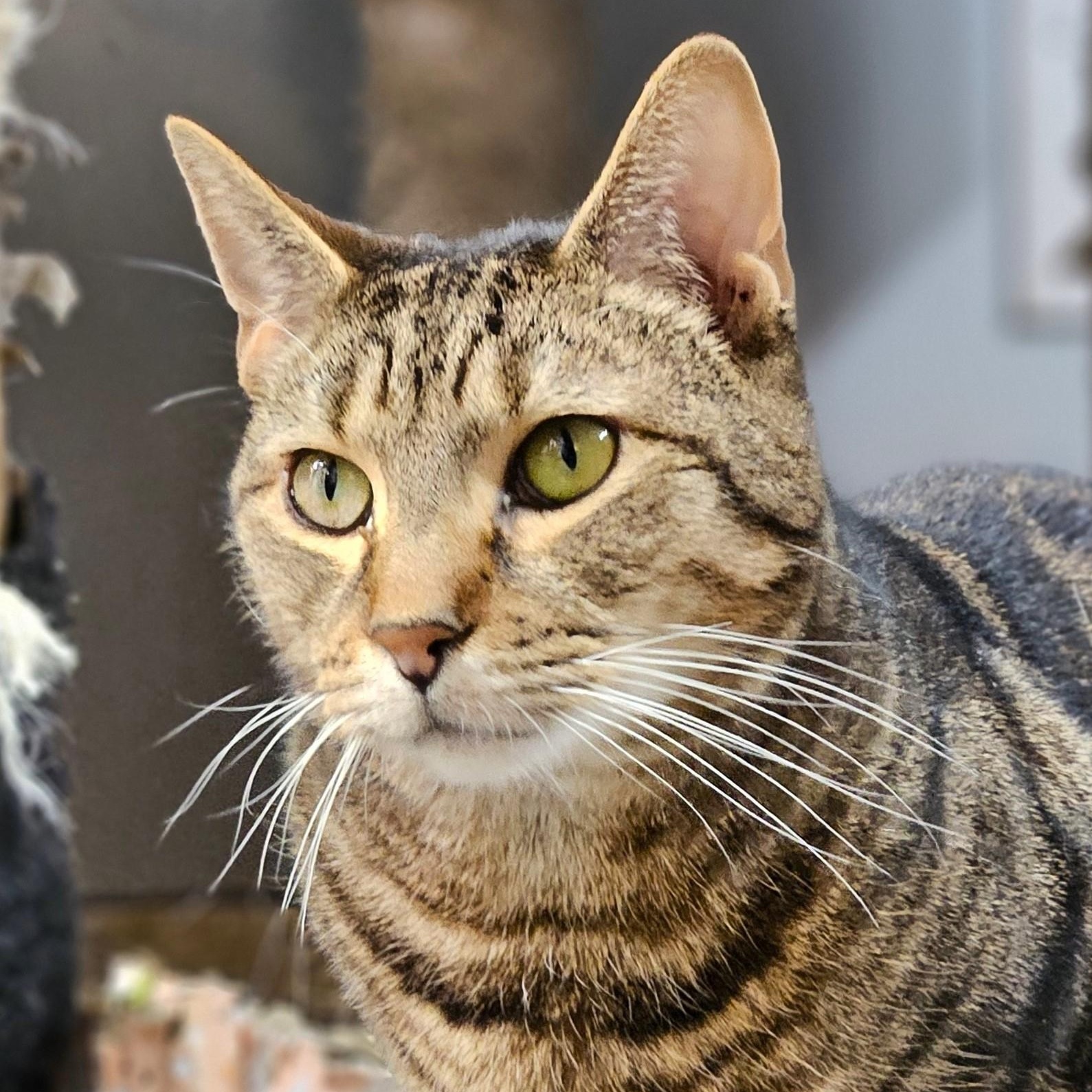 Enlarge Ringo, a ADOPTABLE Domestic Short Hair in Endicott, NY image 1/4