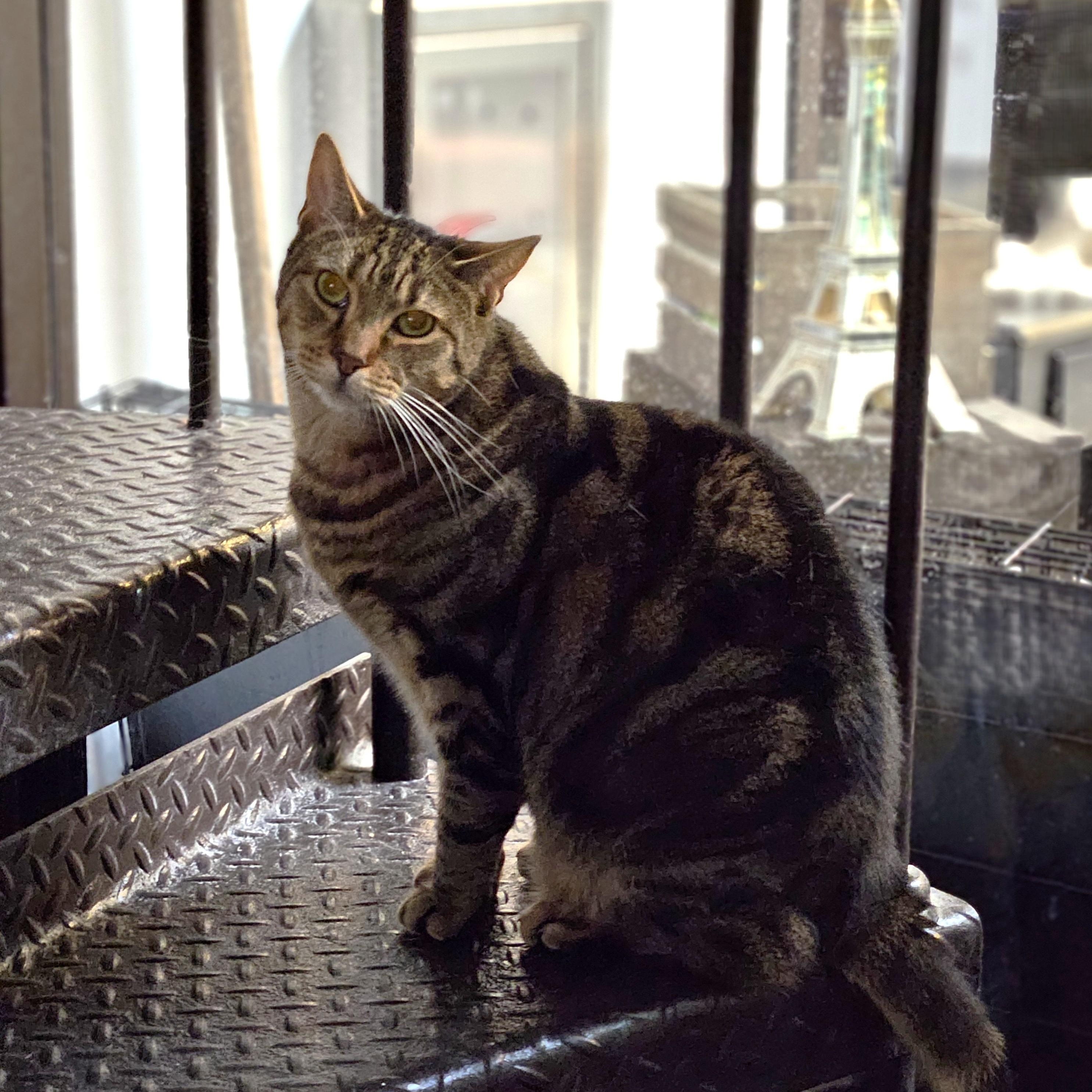 Enlarge Ringo, a ADOPTABLE Domestic Short Hair in Endicott, NY image 4/4