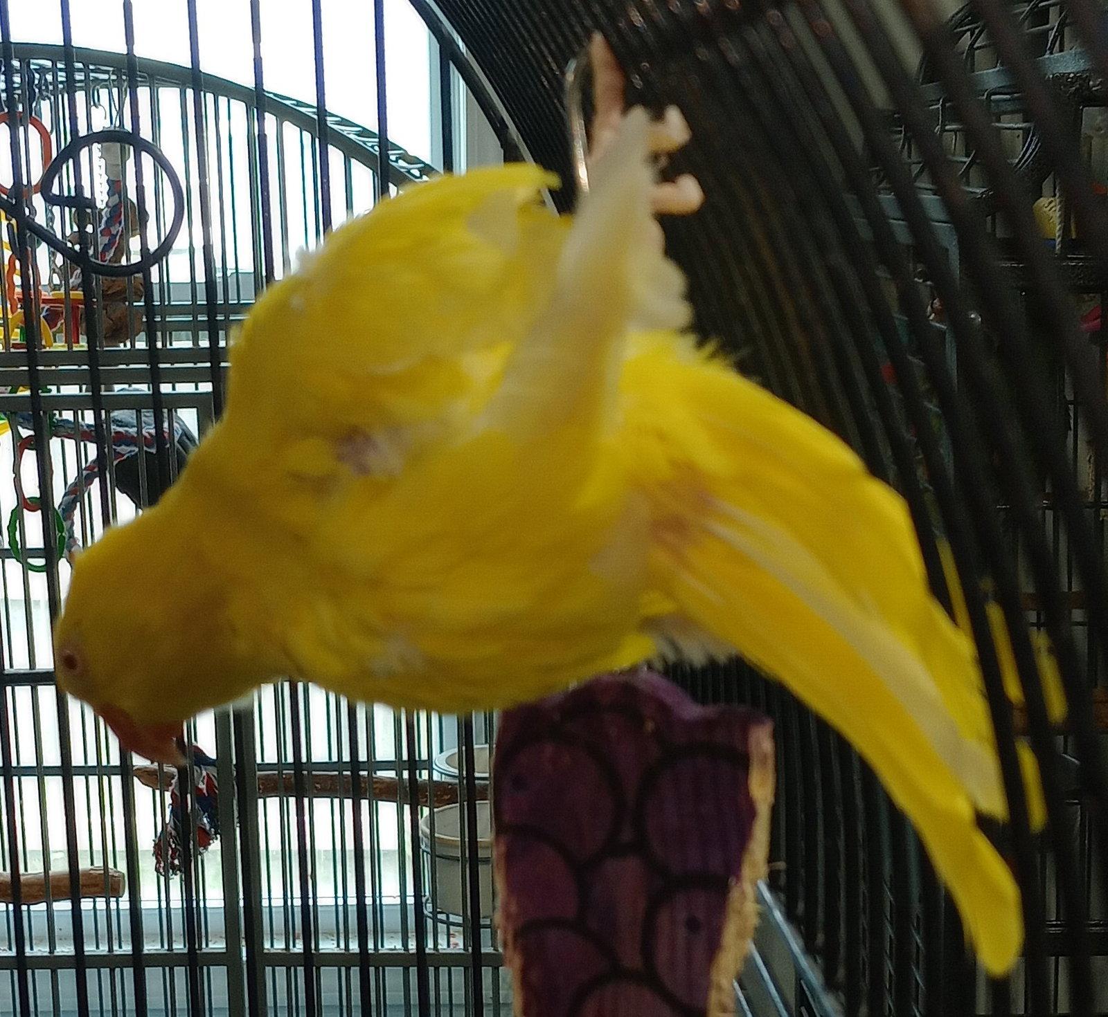 Anzu, Adopted, Adult Female Ringneck / Psittacula.