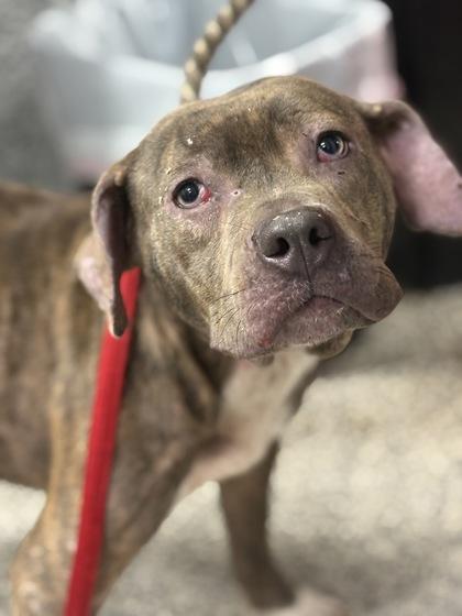 Tuna — thumbnail 2