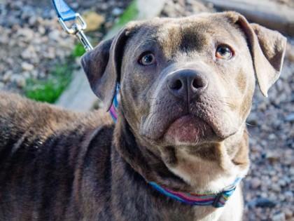 Tuna — thumbnail 3