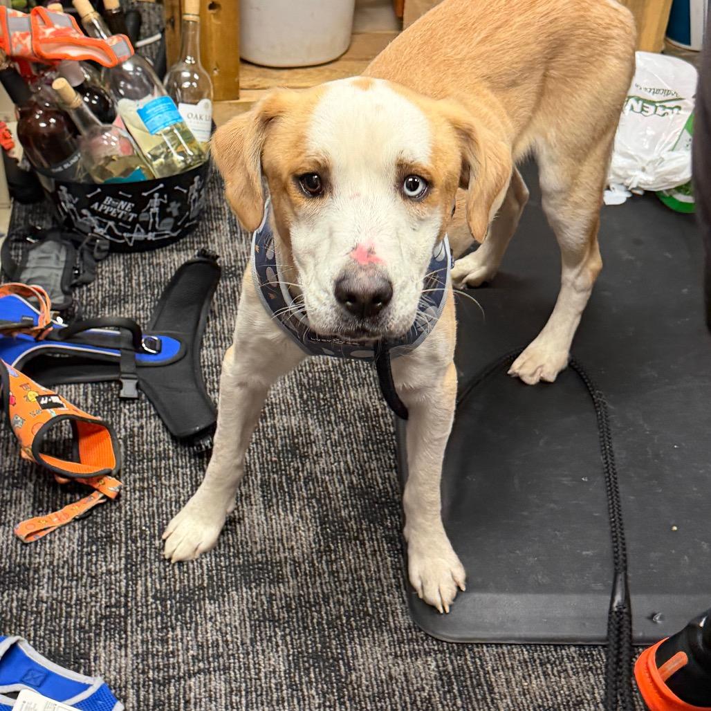 Enlarge Thomas, a Adoptable mixed breed in Fond Du Lac, WI image 1/5