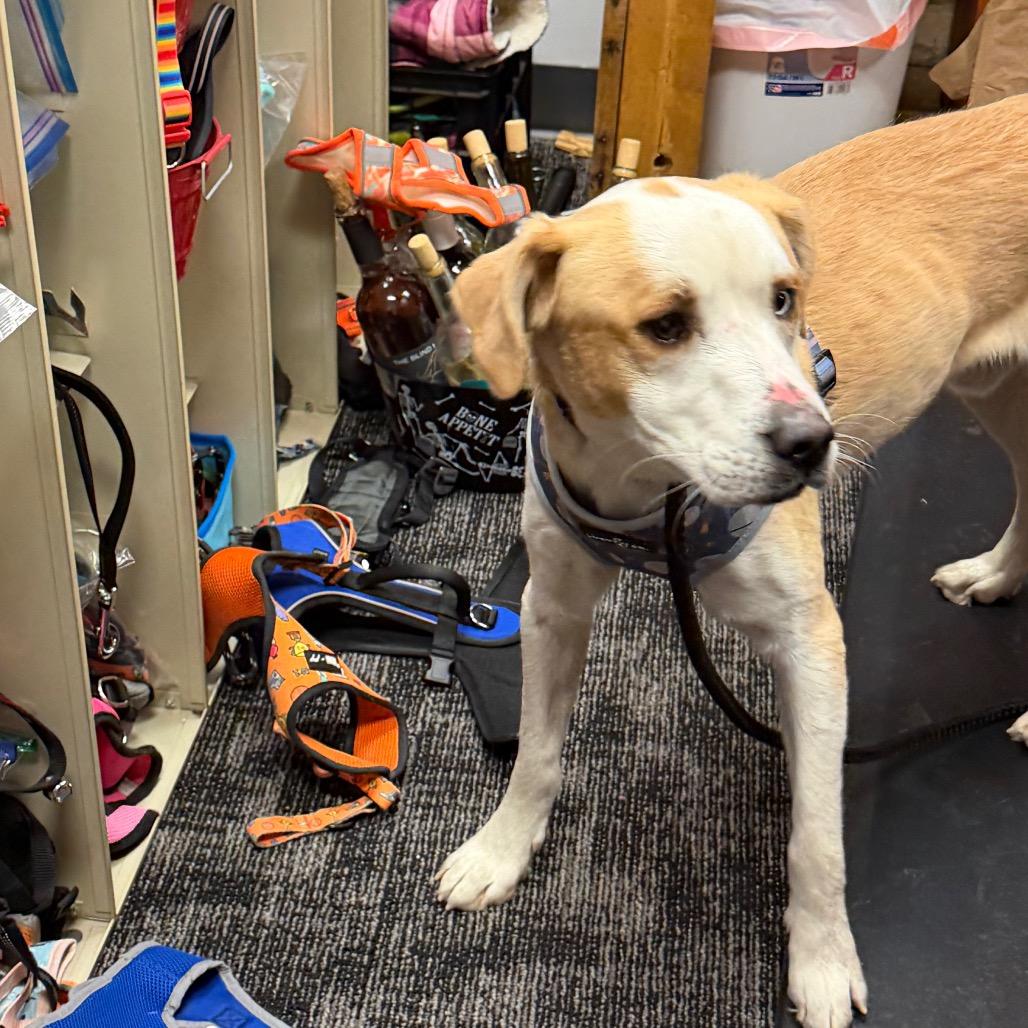 Enlarge Thomas, a Adoptable mixed breed in Fond Du Lac, WI image 2/5