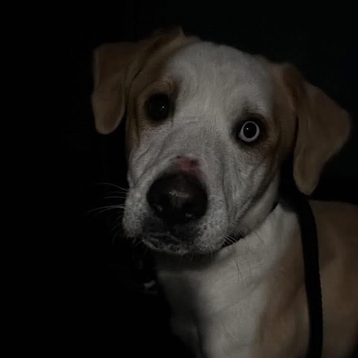 Enlarge Thomas, a Adoptable mixed breed in Fond Du Lac, WI image 3/5