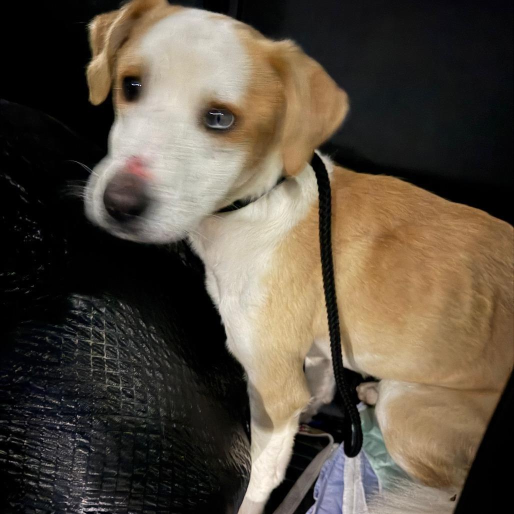 Enlarge Thomas, a Adoptable mixed breed in Fond Du Lac, WI image 4/5