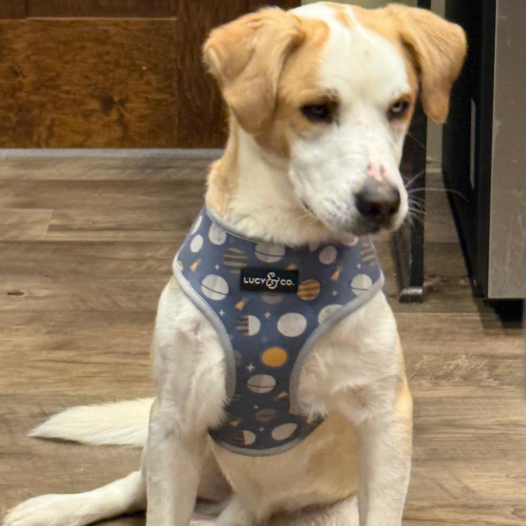 Enlarge Thomas, a Adoptable mixed breed in Fond Du Lac, WI image 5/5