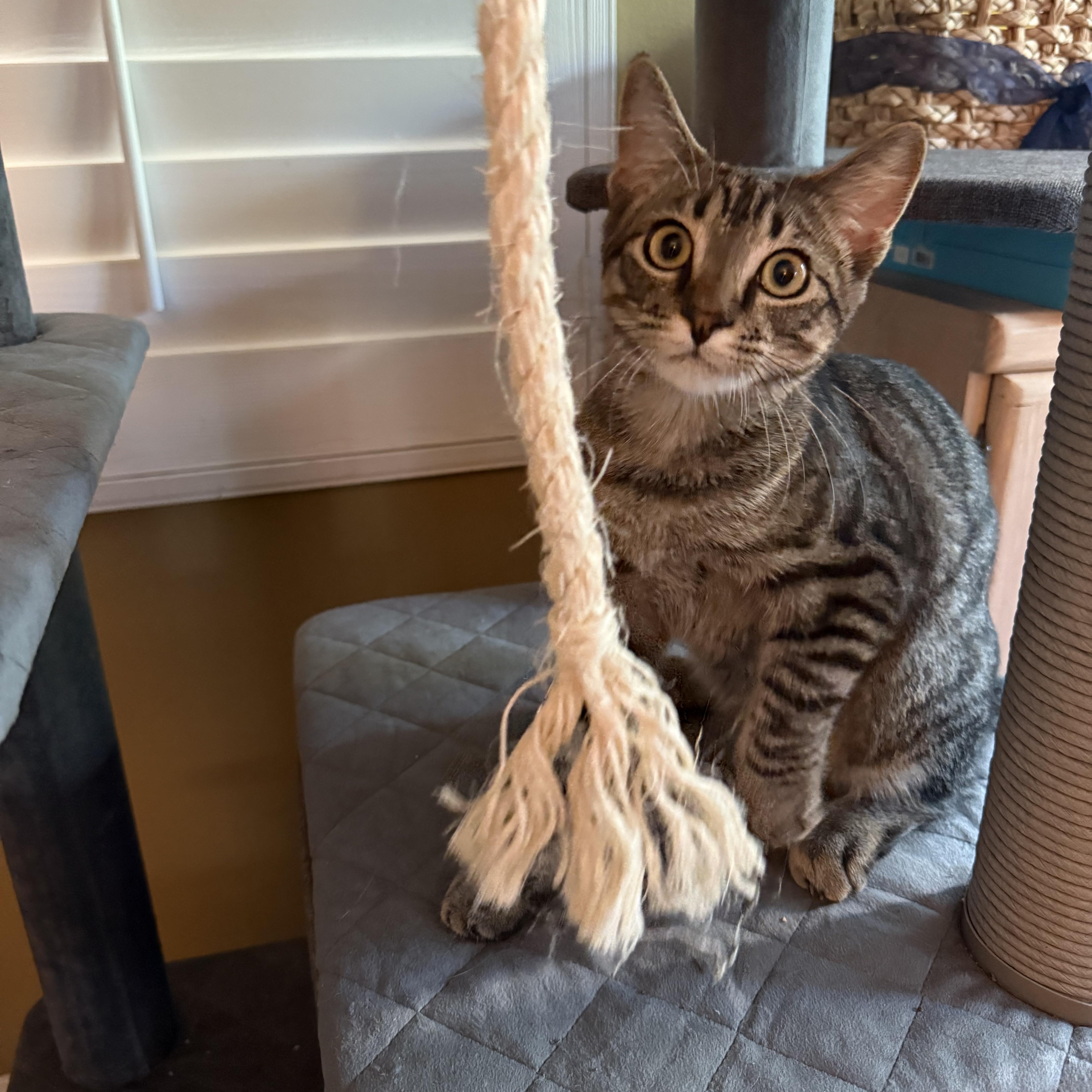 Daffodil, a Adoptable Domestic Short Hair in Santa Ana, CA image 5/6