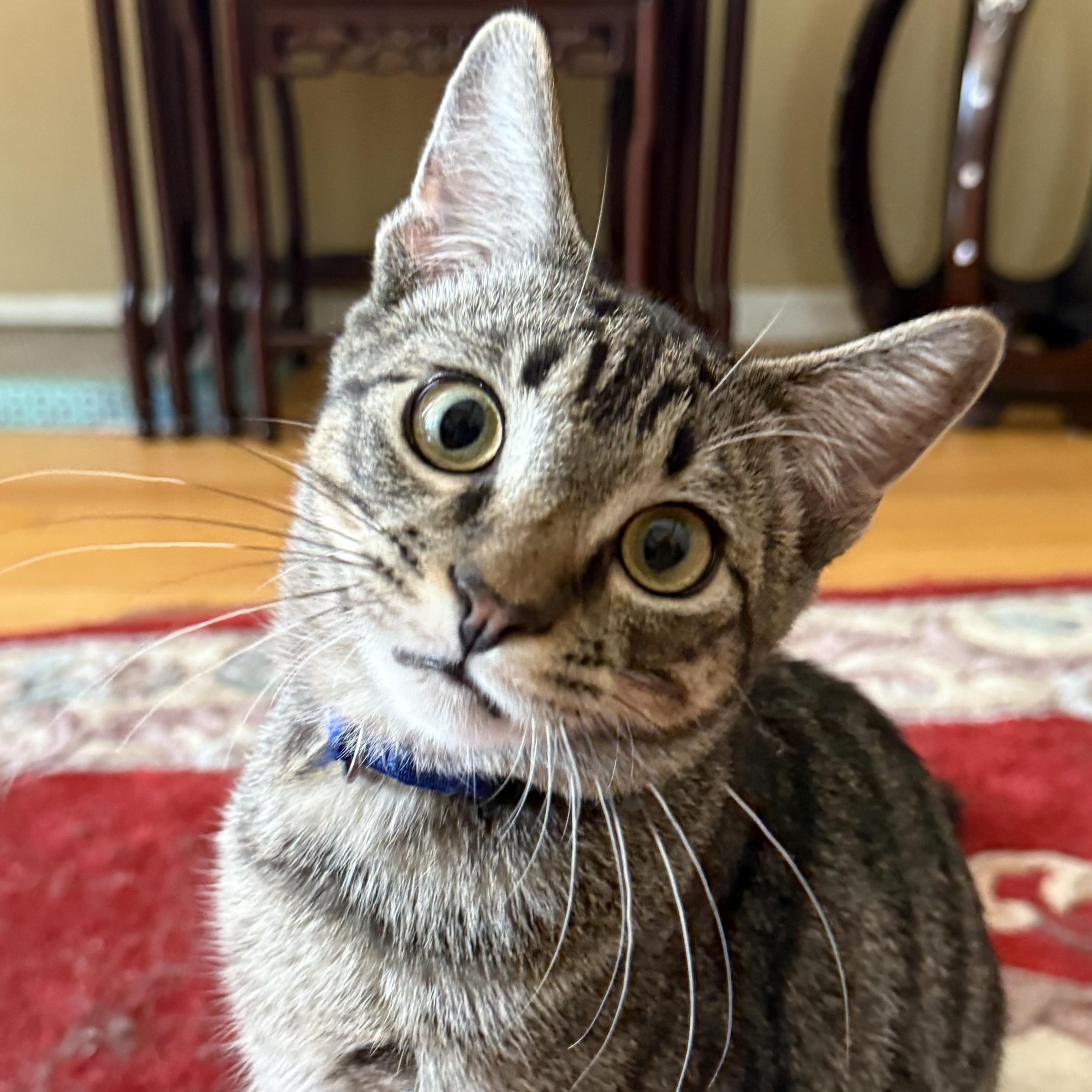 Daffodil, a Adoptable Domestic Short Hair in Santa Ana, CA image 1/6