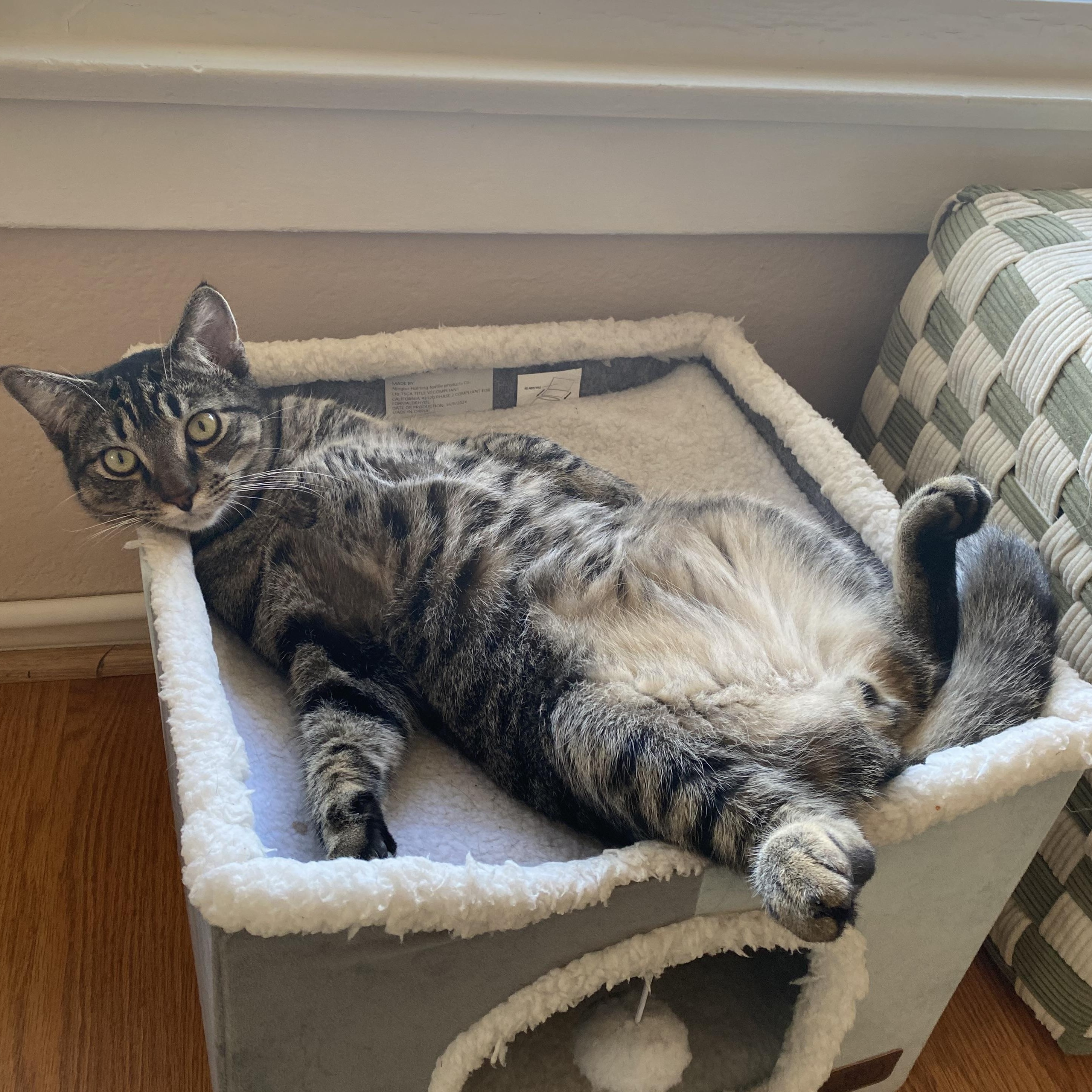 Daffodil, a Adoptable Domestic Short Hair in Santa Ana, CA image 2/6