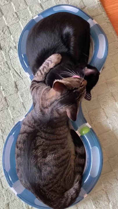 Enlarge Daffodil, a Adoptable Domestic Short Hair in Santa Ana, CA video 3/6