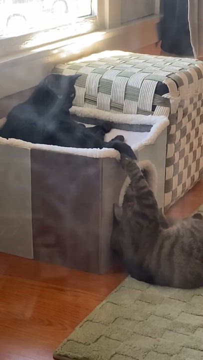 Enlarge Daffodil, a Adoptable Domestic Short Hair in Santa Ana, CA video 6/6